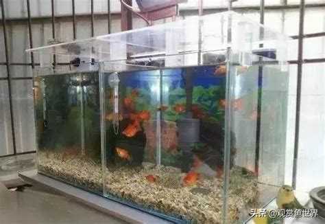 陽台 養魚|陽台上的魚池這樣養魚，可以旺好幾代人！